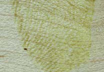 Reactivos para huellas en sangre