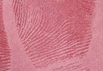 Comparativa de desarrolladores químicos BVDA